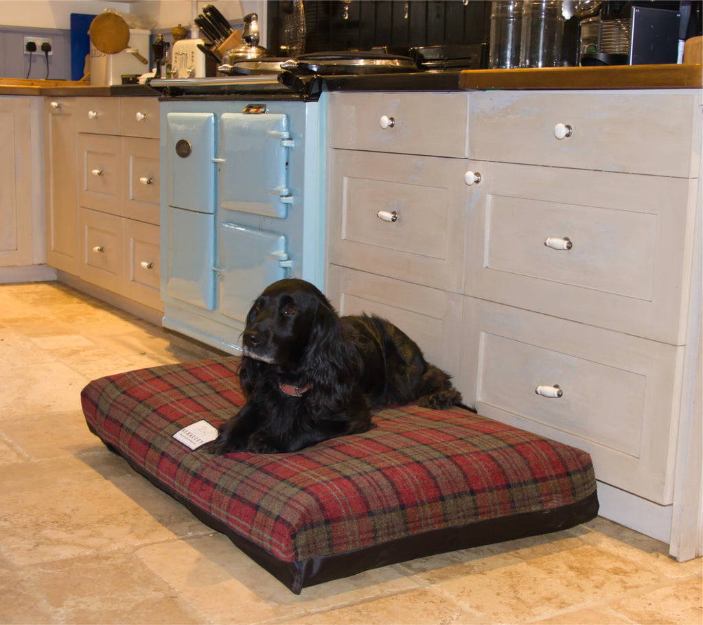 10 Reasons to Buy a Berkeley Dog Bed