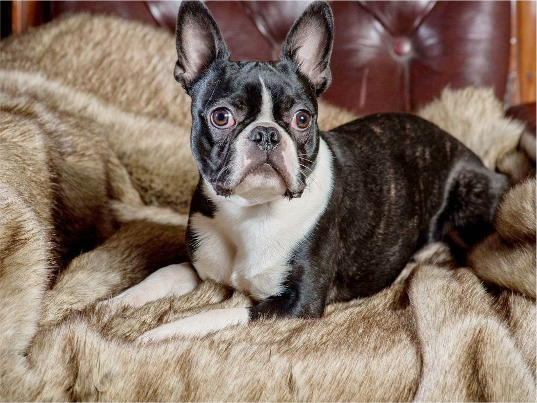 Luxury Dog Bed Throw by Berkeley