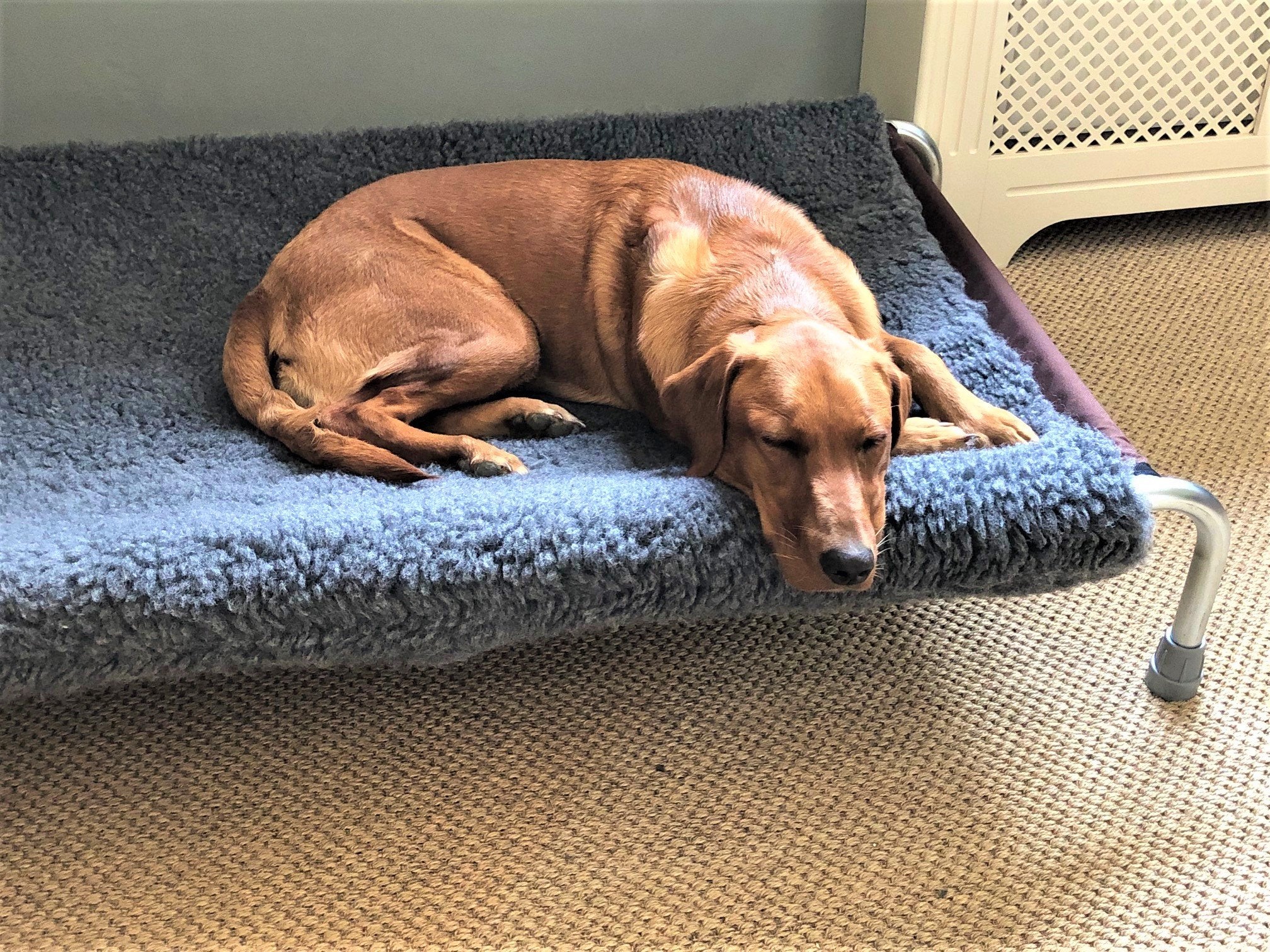 Berkeley Raised Dog Bed with Vet Bedding Topper