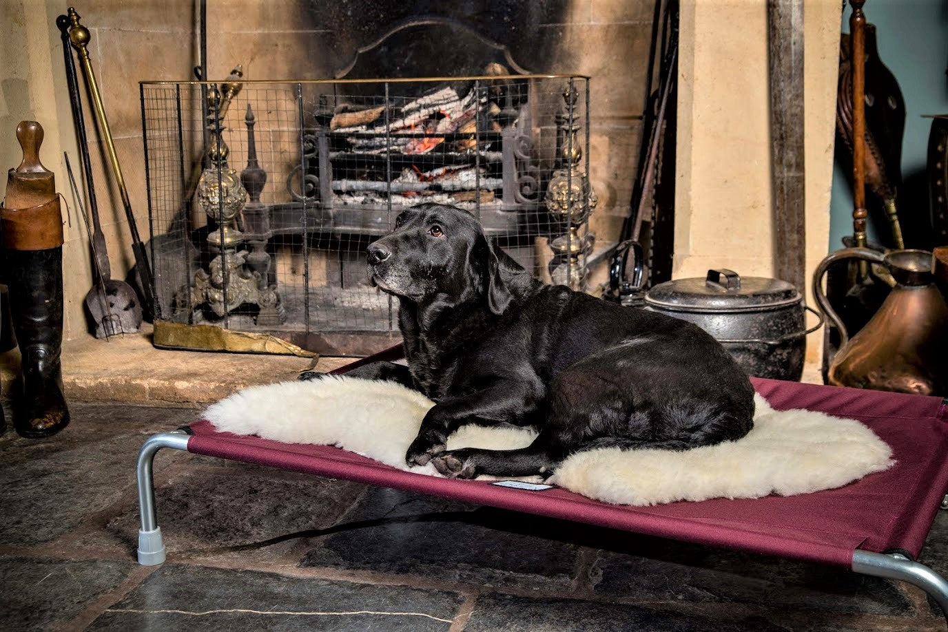 Waterproof Raised Dog Bed by Berkeley