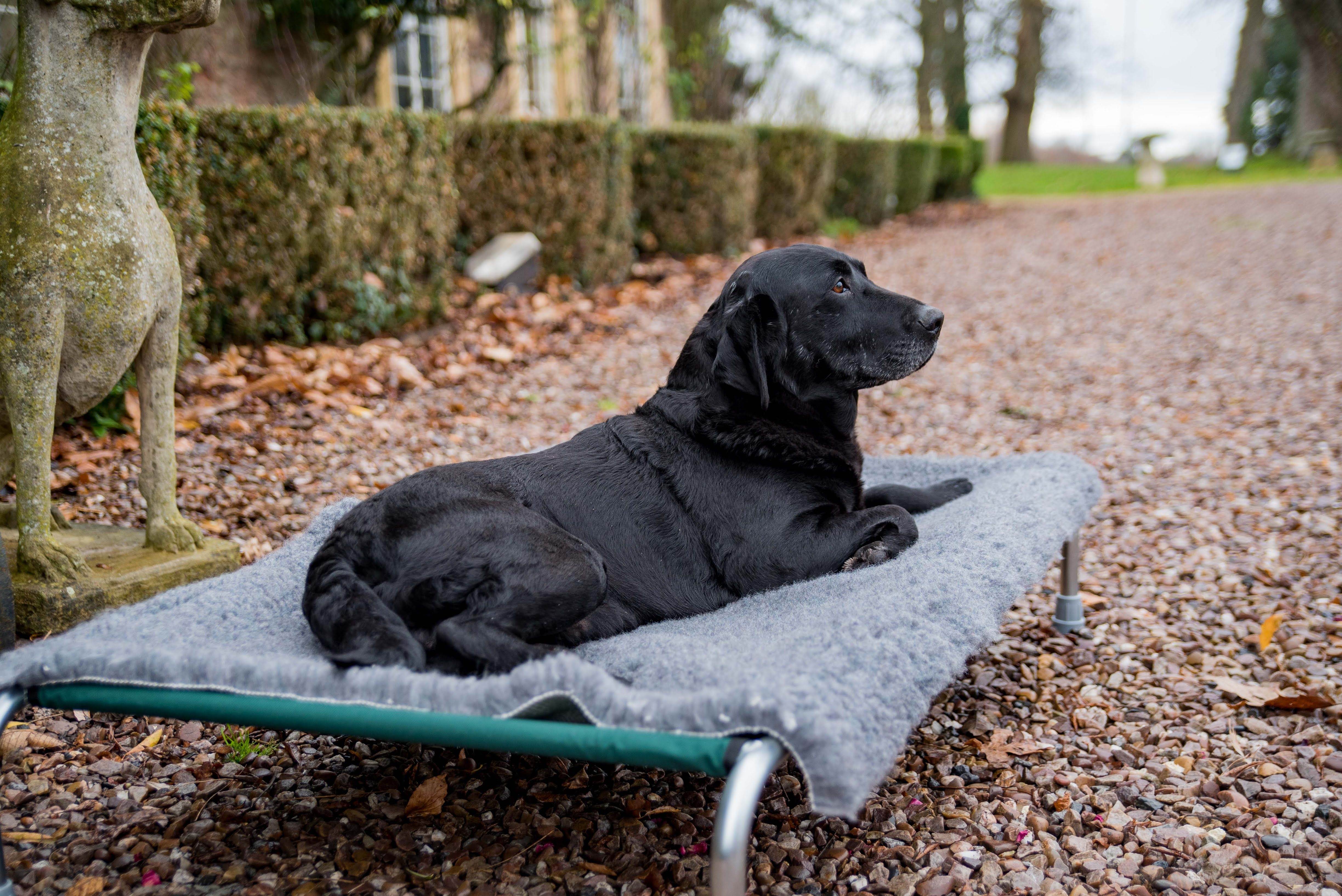 Berkeley Raised Dog Bed with Wool-Mix Vet Bed