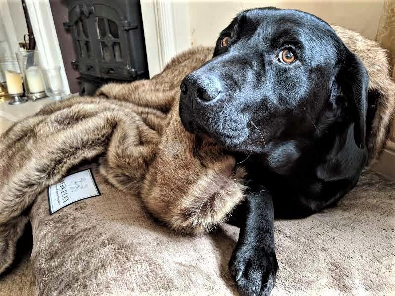 Berkeley Luxury Dog Bed Cover in Bronze Velvet