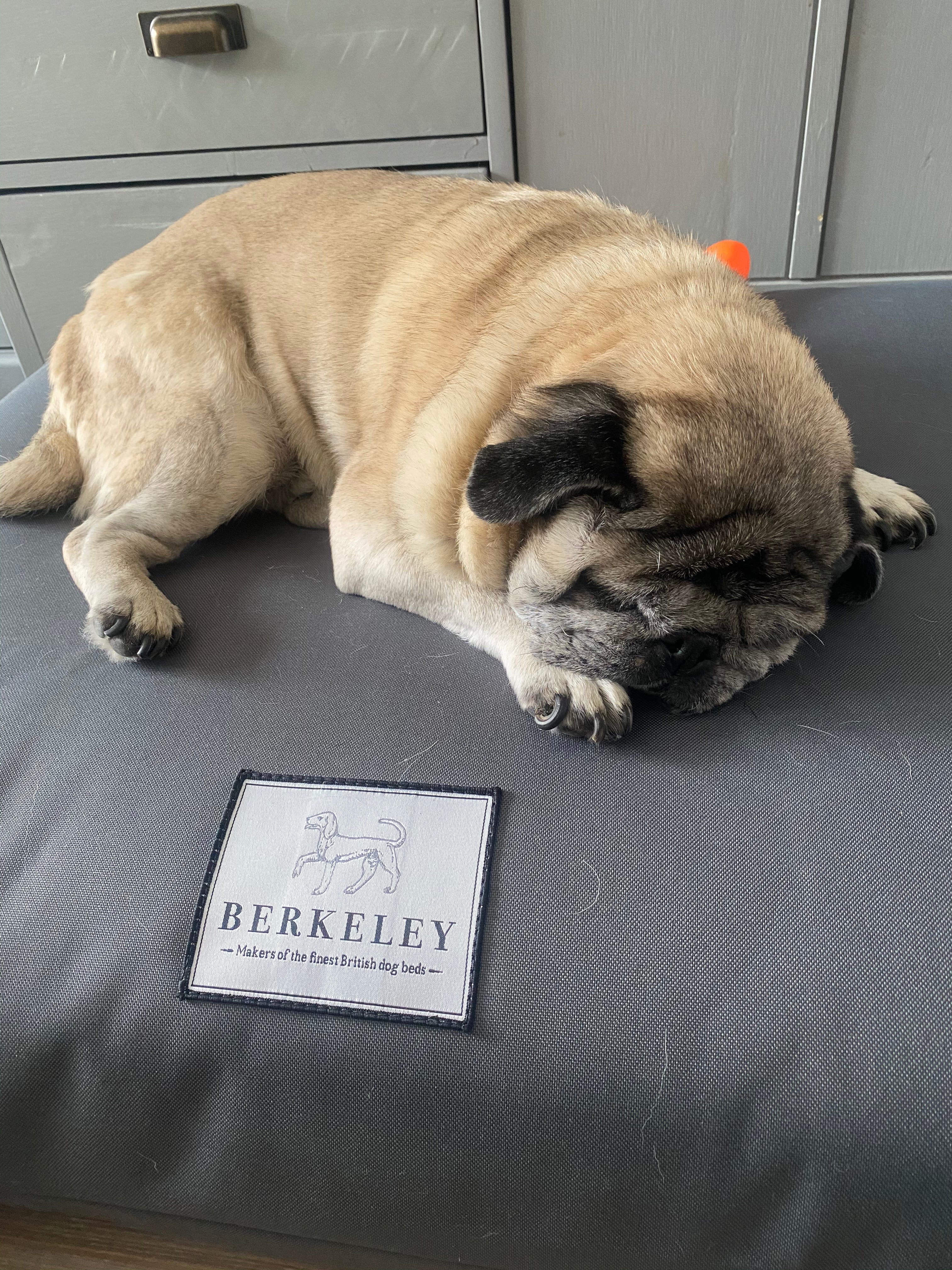 Orthopaedic Dog Bed Mattress by Berkeley