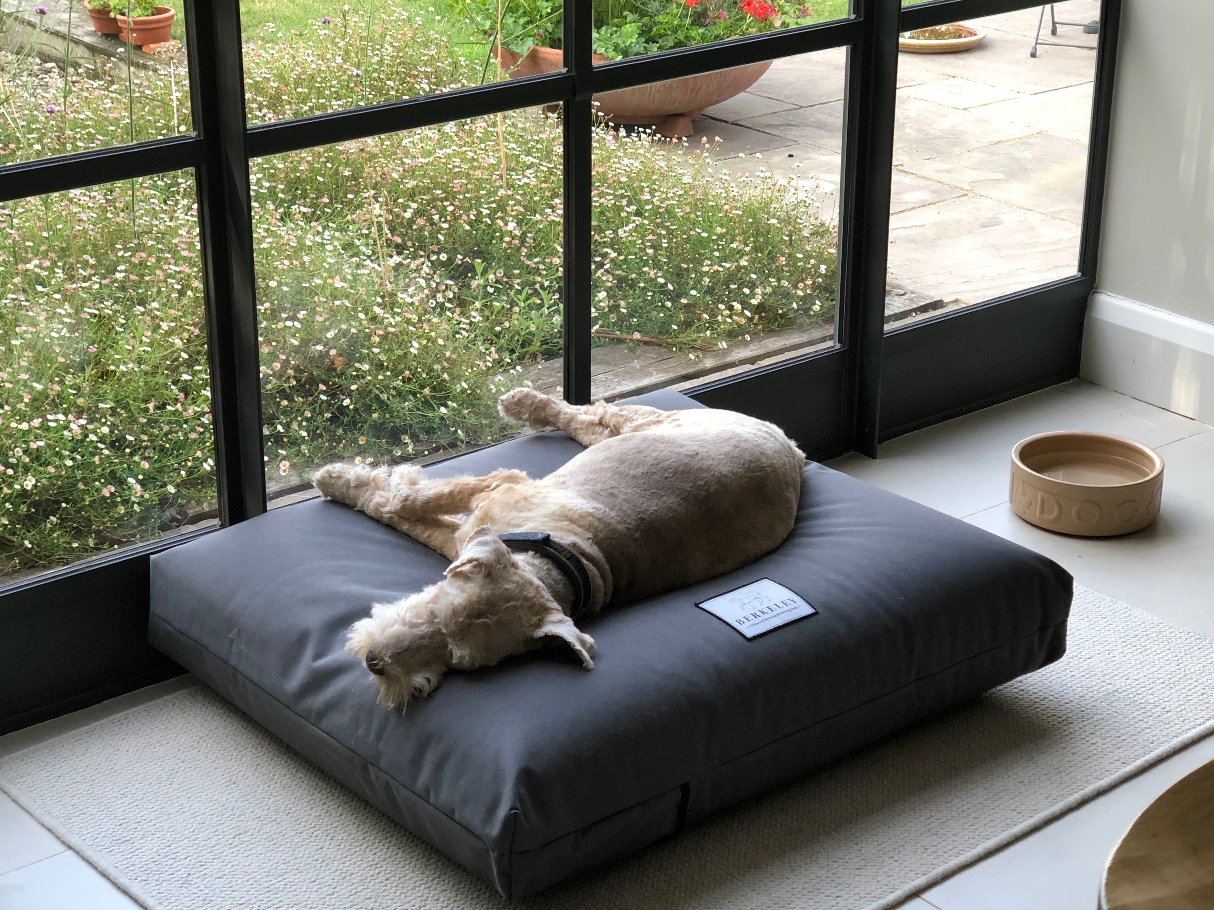 Clem on Berkeley Waterproof Orthopaedic Dog Bed
