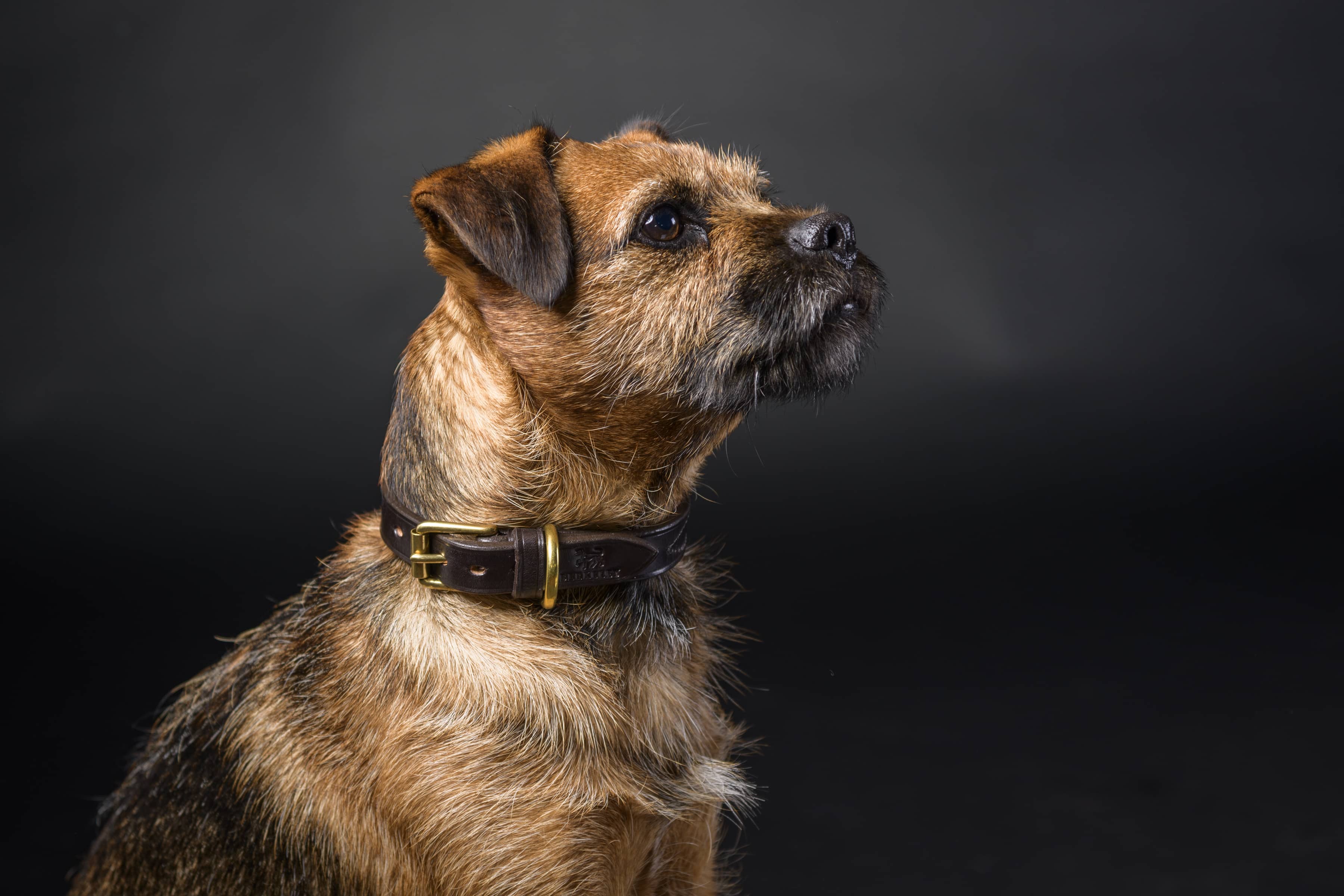Luxury Leather Dog Collars