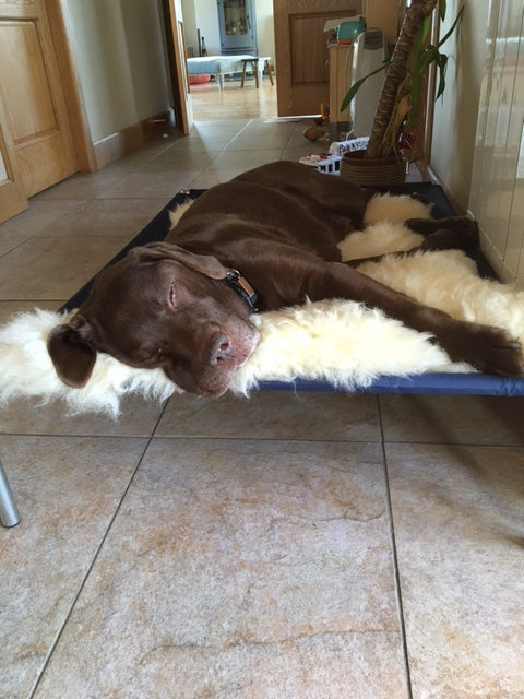 Sheepskin Dog Bed Throw by Berkeley