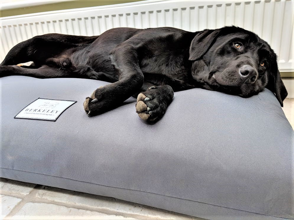Orthopedic Dog Bed Mattress by Berkeley in Grey 