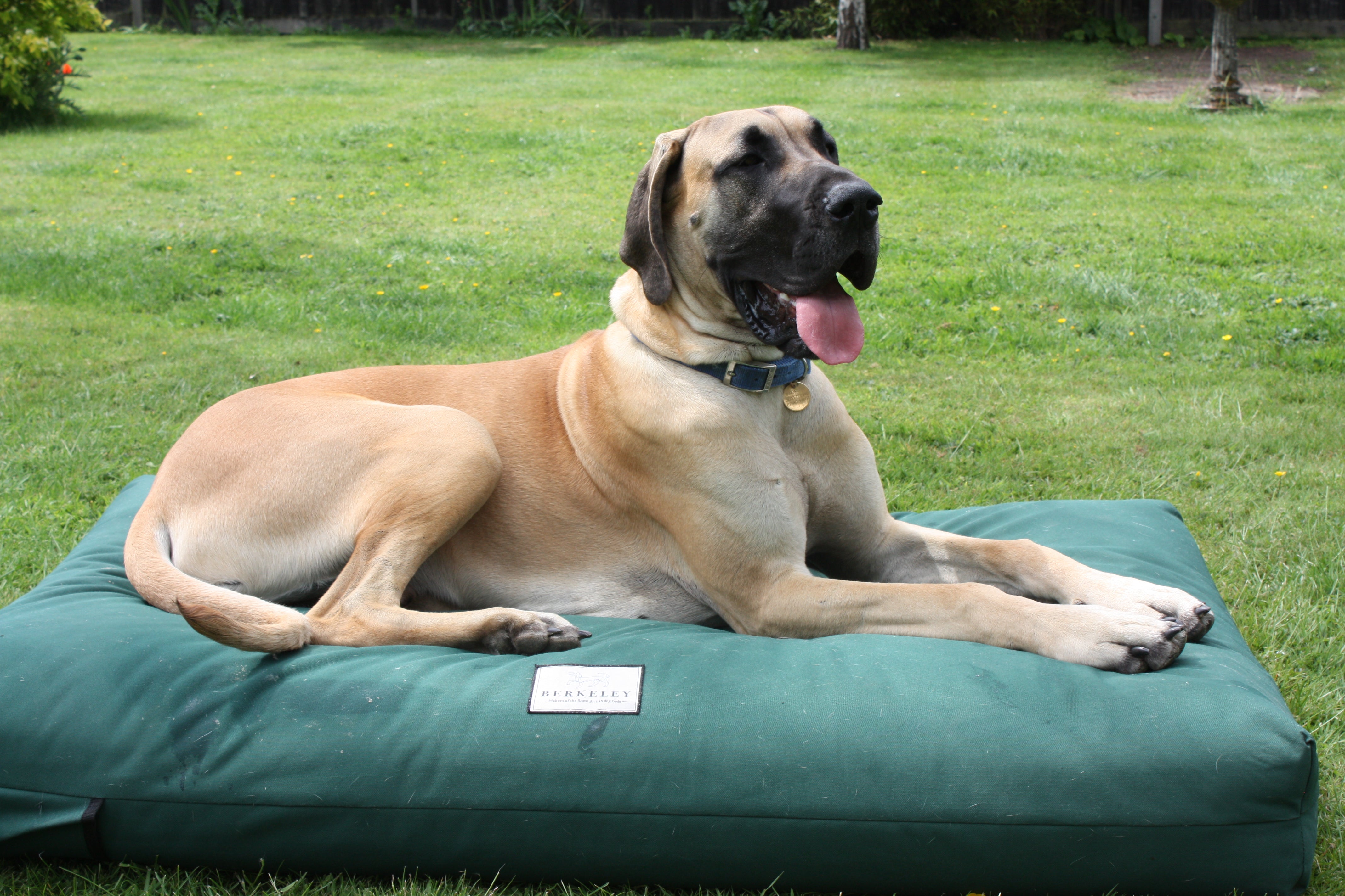 XL Berkeley Orthopaedic Dog Bed Mattress