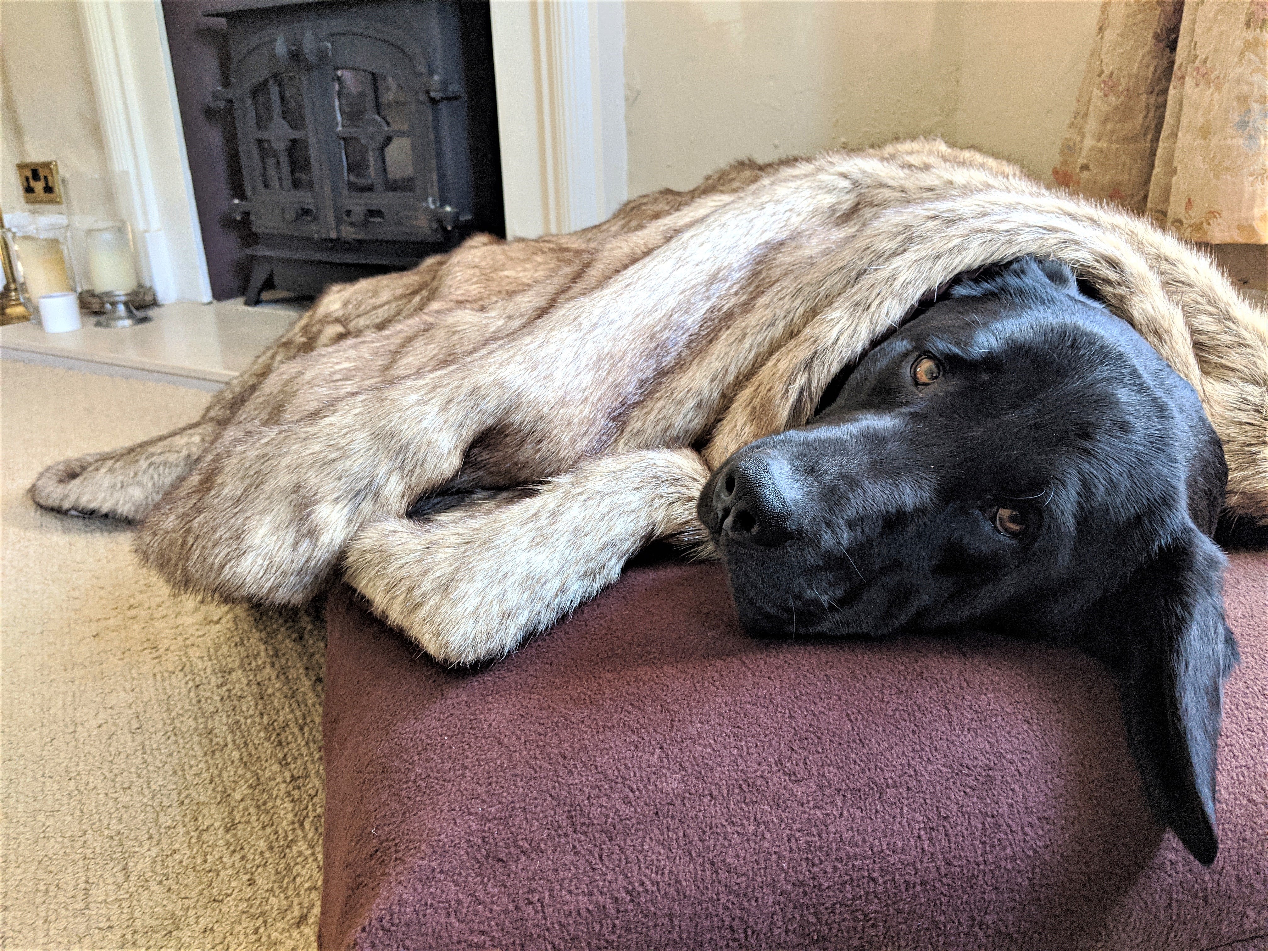 Faux Fur Dog Blanket by Berkeley
