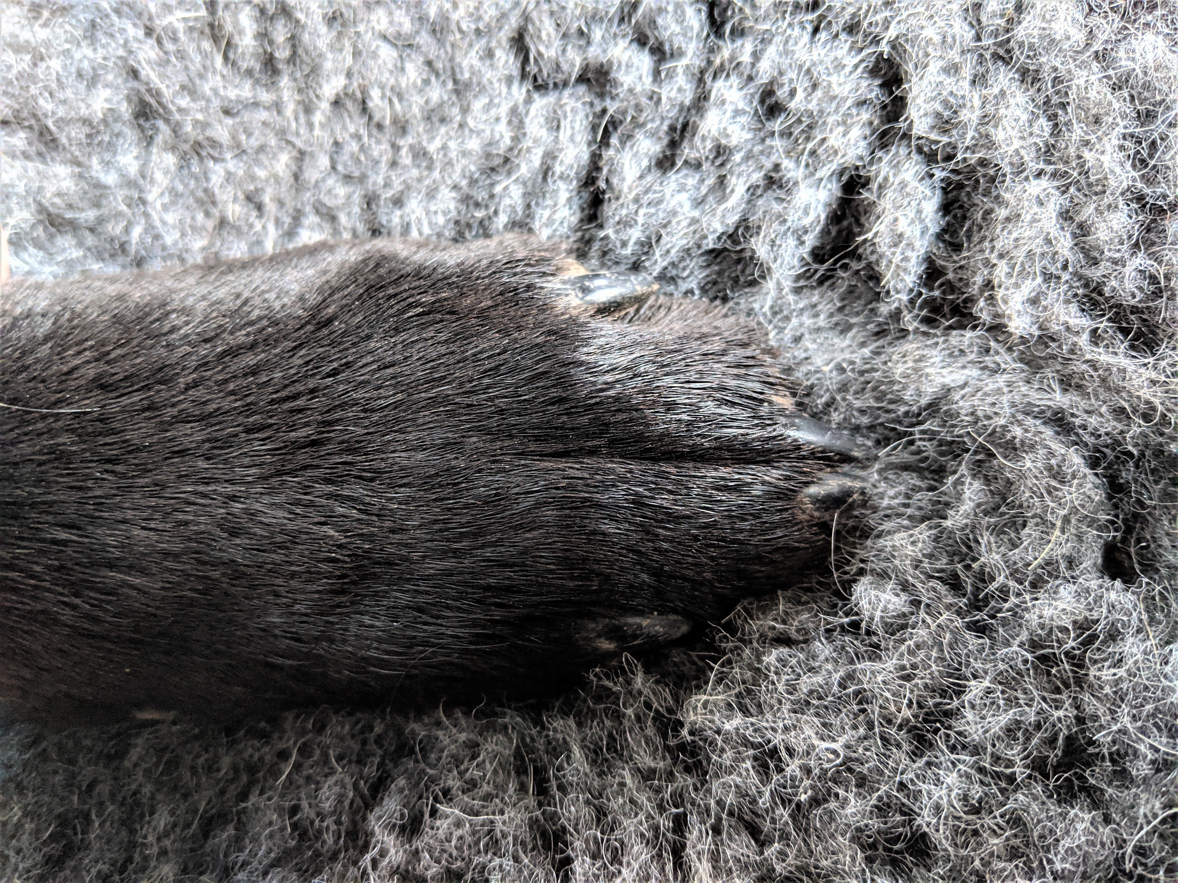 Paw on Berkeley Deep Pile Wool-Mix Vet Bed