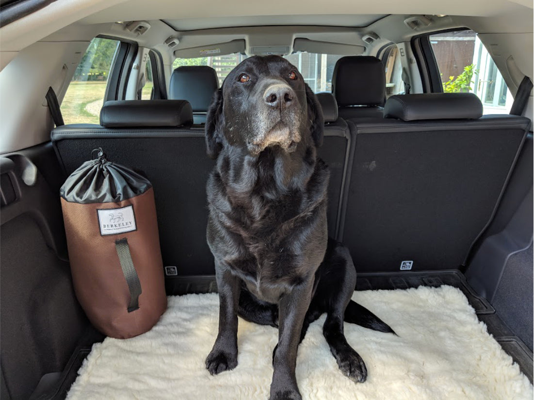 Travel Dog Beds by Berkeley