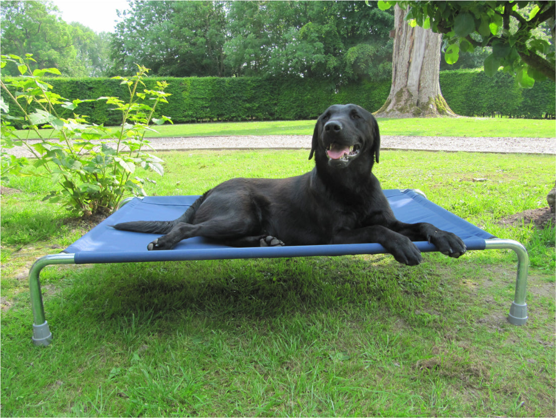 Raised Dog Bed - Made in the UK by Berkeley