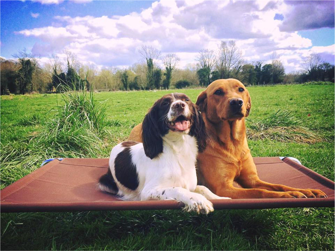 Raised Dog Beds - Made in the UK by Berkeley