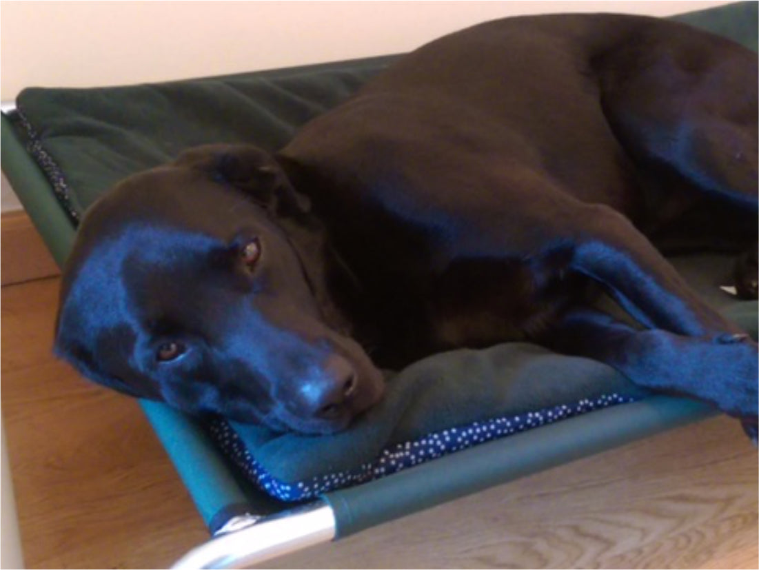 Elevated Dog Beds by Berkeley