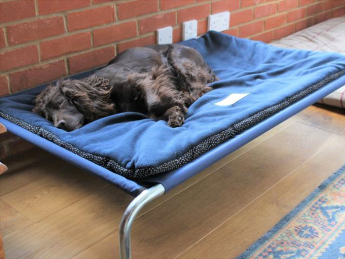 Raised Dog Bed with Non-Slip Polar Fleece Pad by Berkeley