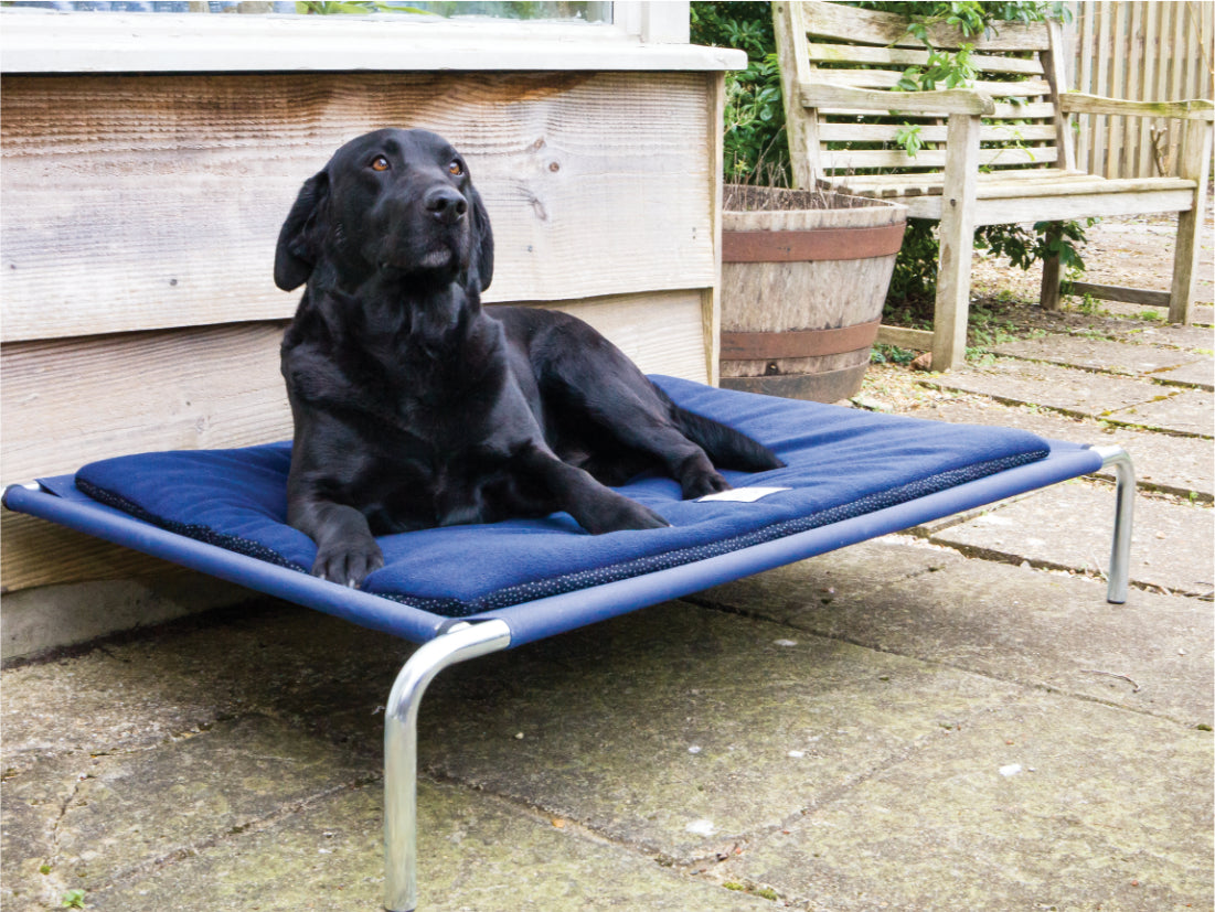 Raised Dog Bed by Berkeley