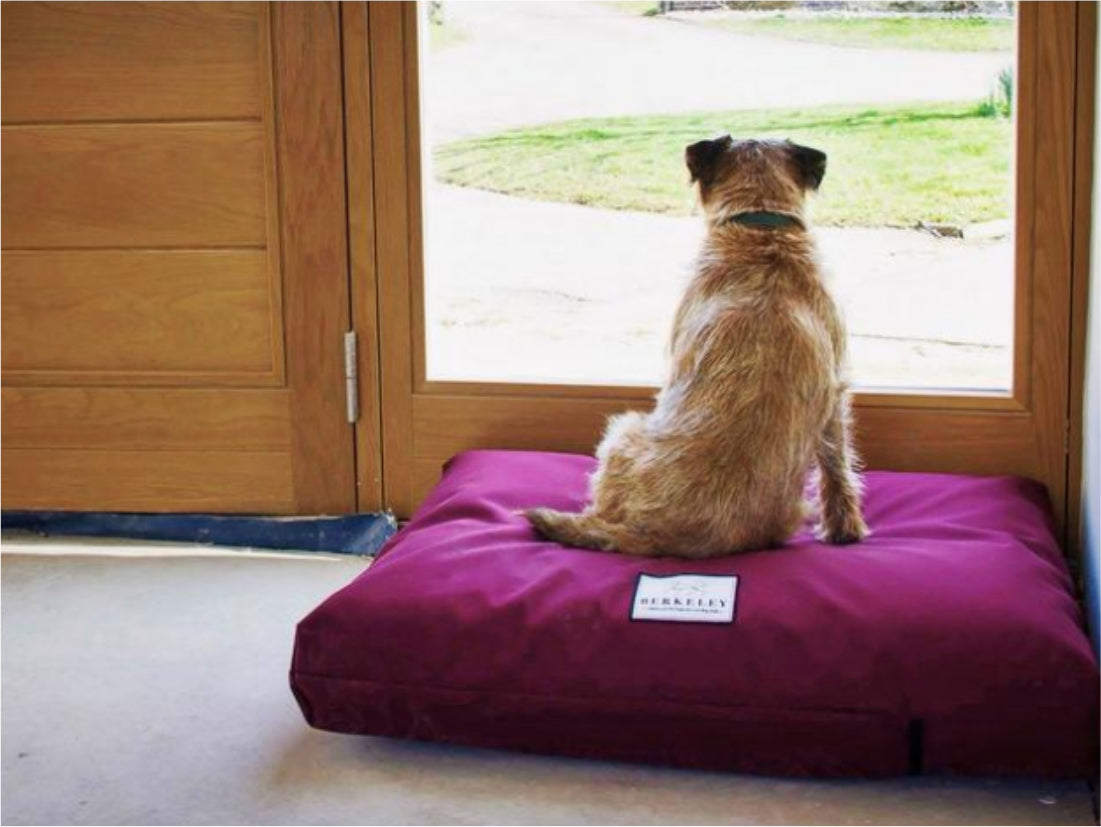 Small / Medium Orthopedic Dog Bed Mattress by Berkeley