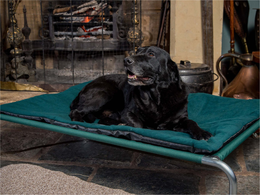 Raised Dog Beds by Berkeley 