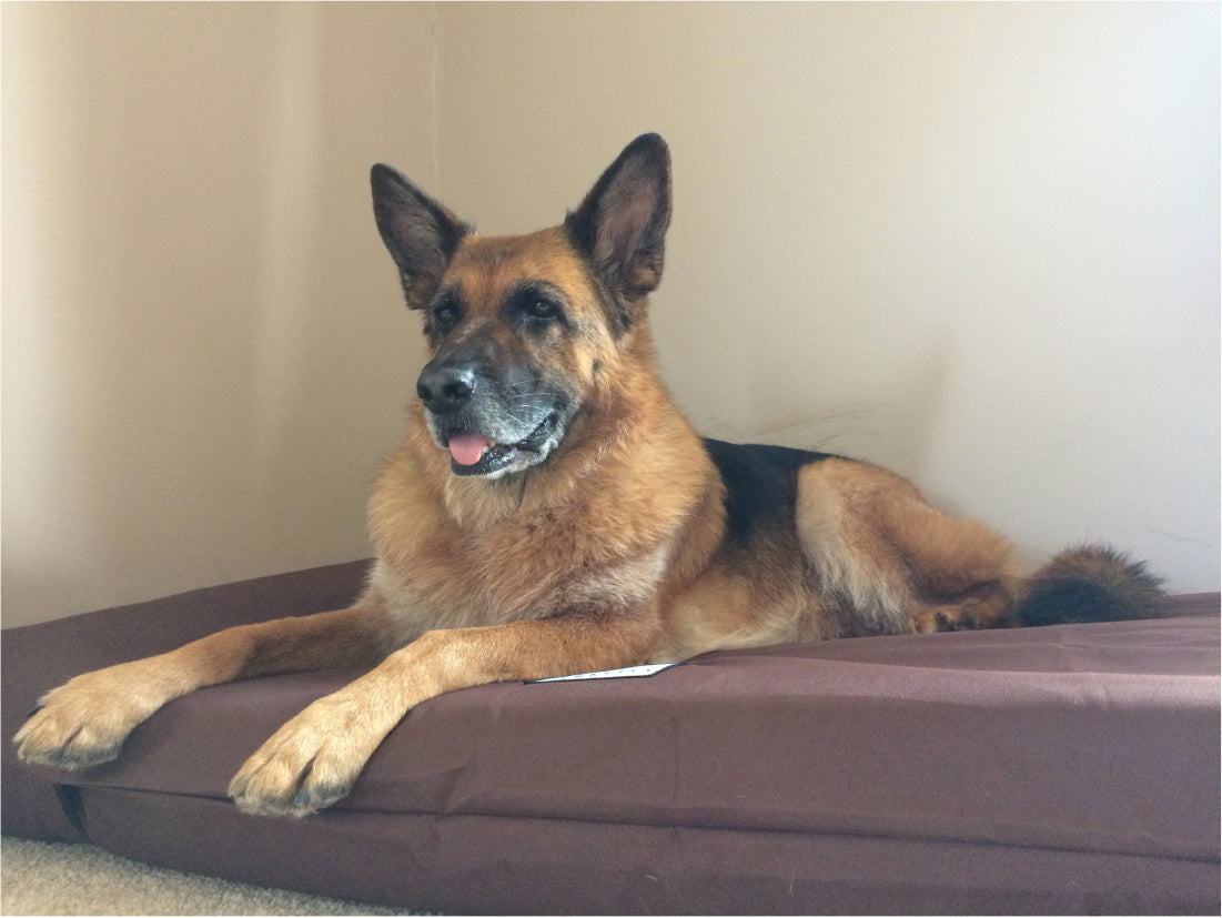 XL Waterproof Orthopaedic Dog Bed by Berkeley