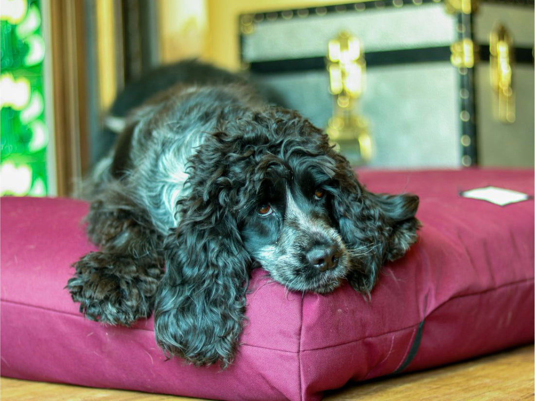 Orthopedic Dog Bed in Burgundy by Berkeley