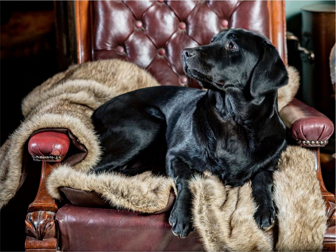 Faux Fur Luxury Dog Blankets by Berkeley