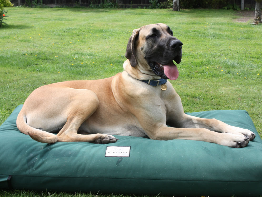 XL Berkeley Orthopaedic Dog Bed Mattress